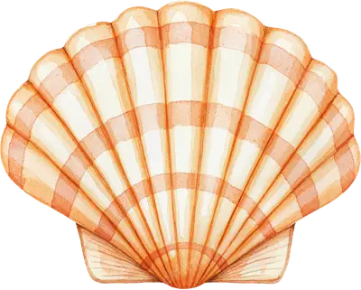 Watercolor Scallop Shell DTF Transfer | Coastal Beach Ready To Press Design
